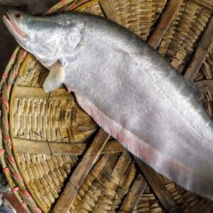 চিতল মাছ